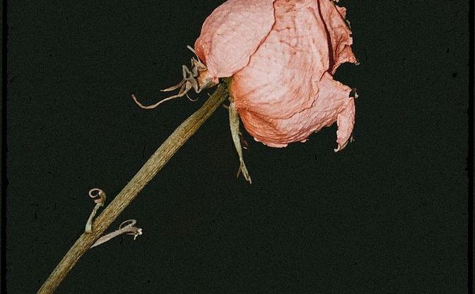 A single dried rose
