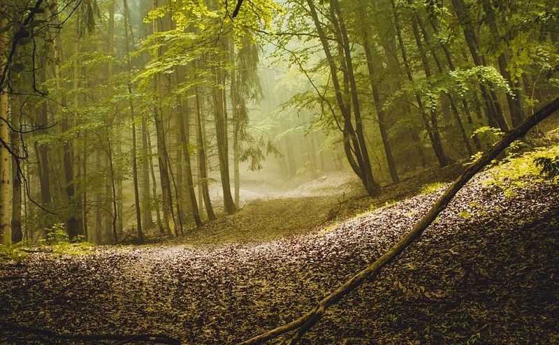 A sunlit path through a forest